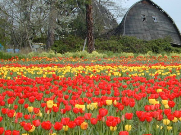 tulips-barn
