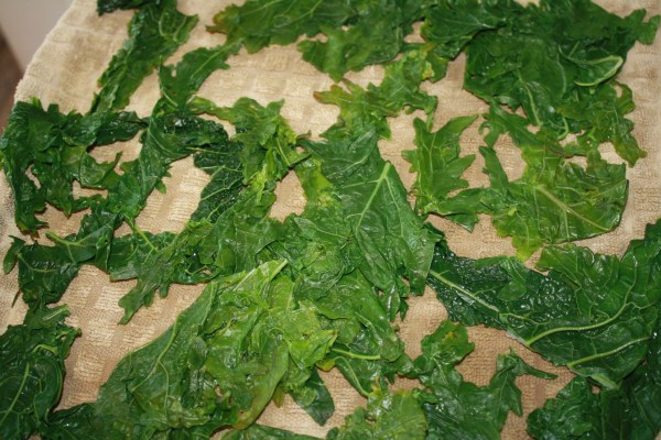 Carefully unroll the towel Presto you have beautiful, dry, ready to freeze kale leaves.