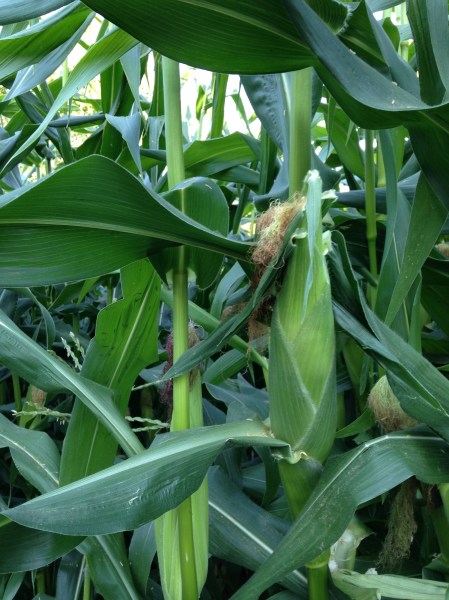 Photo Aug 11, 7 14 50 AM