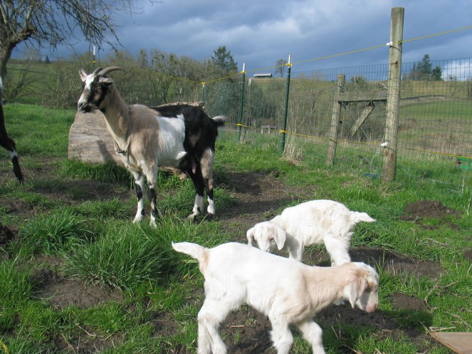 The amazing goat babies